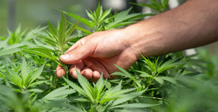 Developing Brand Identities with Deep Roots