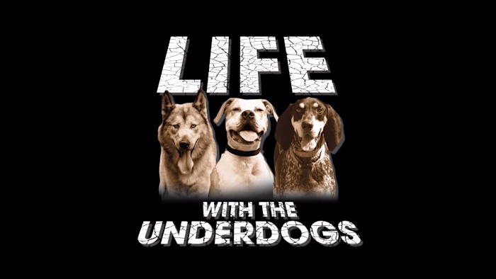 RESCUING DOGS...IT WILL RIP YOUR HEART OUT. - YouTube