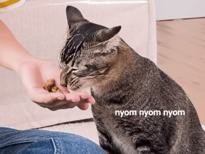 Shake Shake Challenge | Promo Content