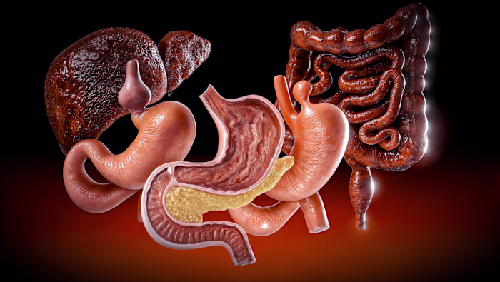 3D Gastrointestinal System Renderings