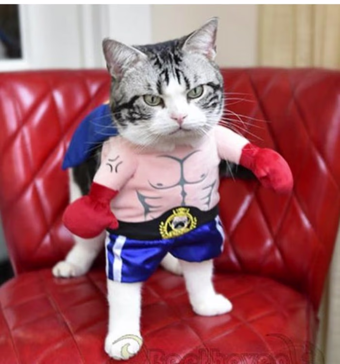 Shopify Store Design