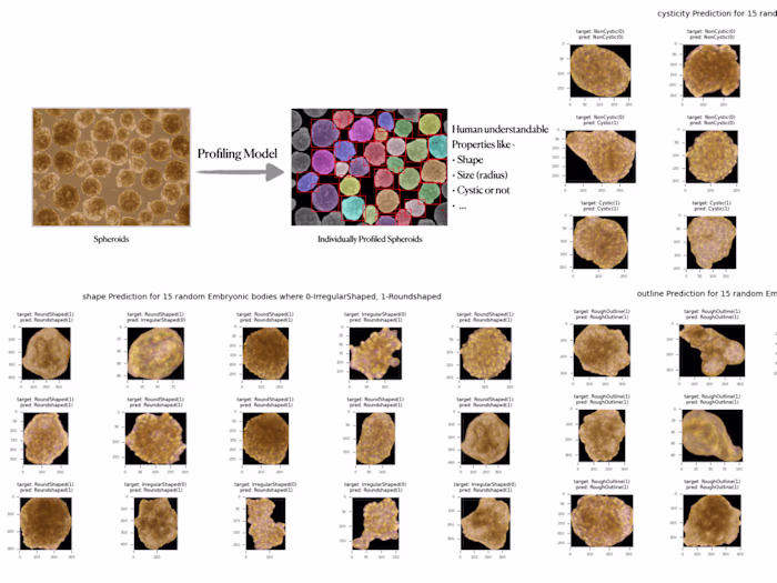 Embryonic-cardiac-Tissue-Profiling