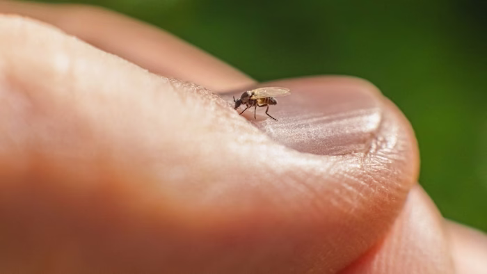 Development of Oropouche Virus Test