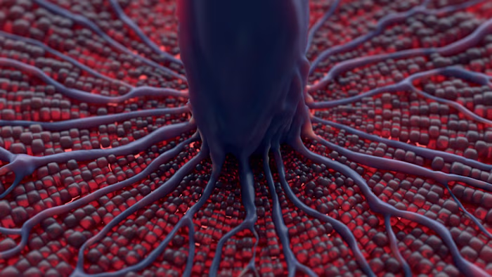 Liver function animation
