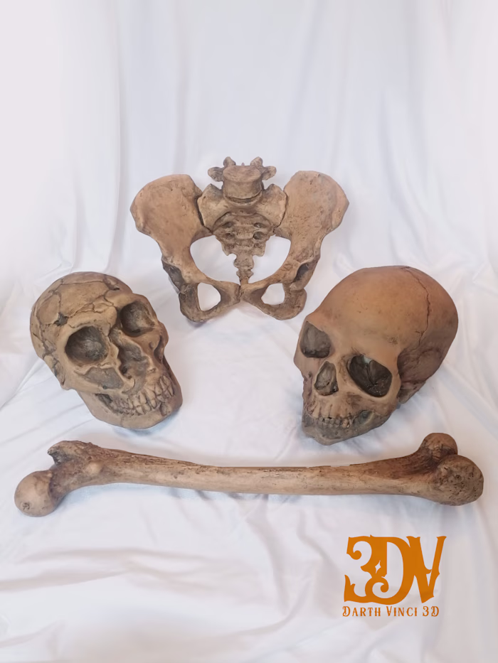 Museum bones replicas