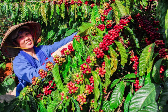 Coorg vs chikmagalur Which is best place | Top 5 reason