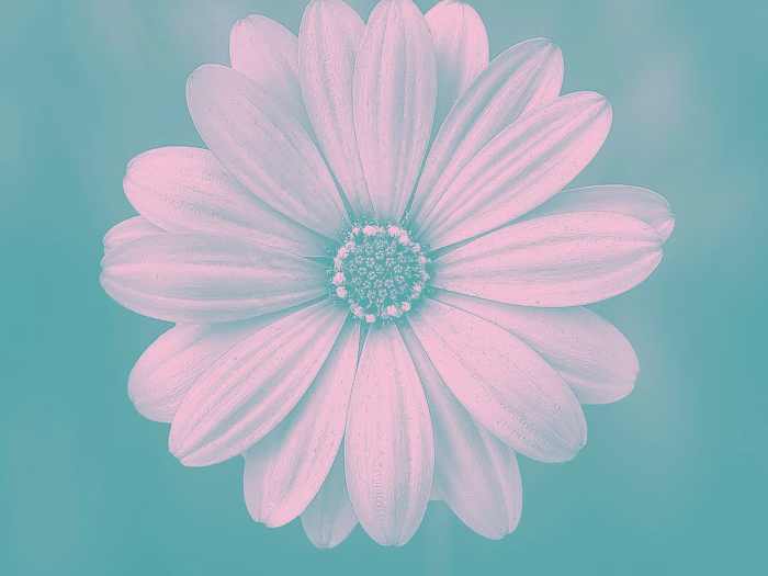 STEP-BY-STEP WALK WITH GOD THE EVERLASTING ANCHOR