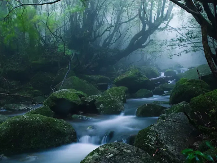 Shinrin-Yoku: How Forest Bathing Can Make You Happier