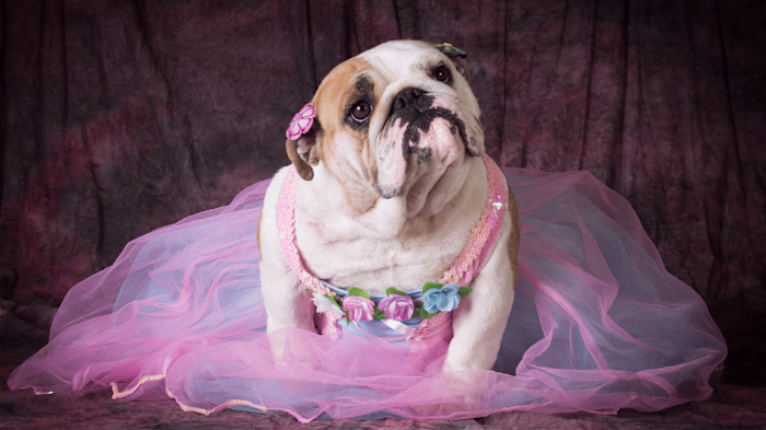 When Can My Dog Get Pregnant? A Quick Guide to Your Pooch’s Fer…