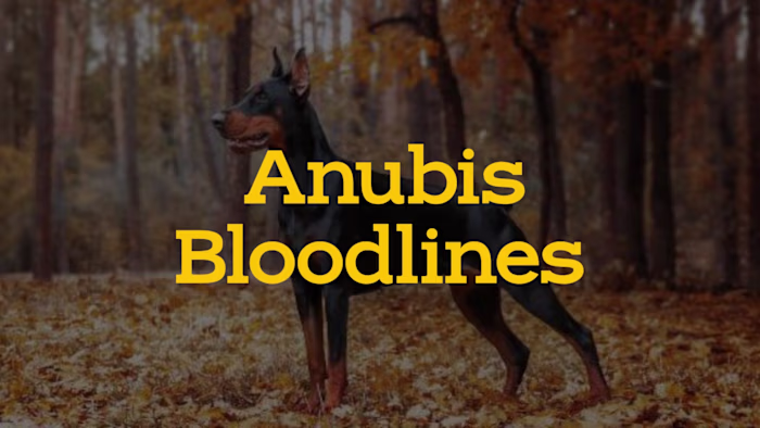 Brand Narrative Development for Anubis Bloodlines