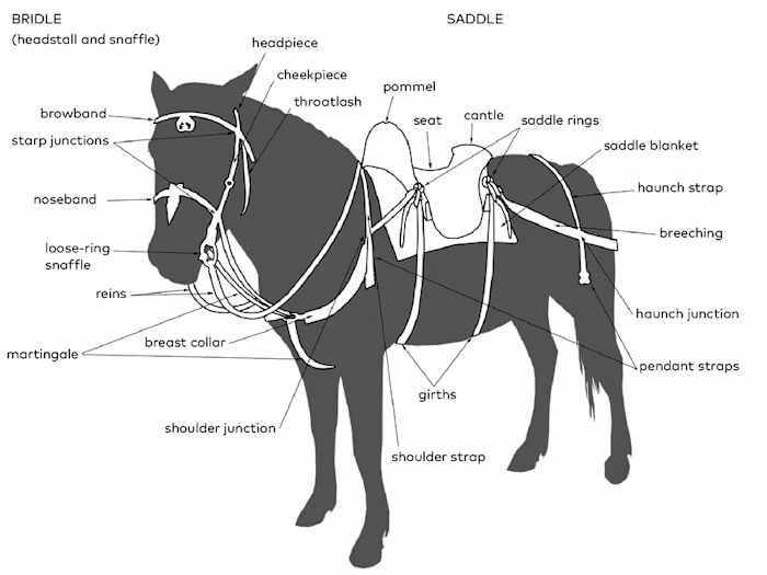 Saddle and Tack Barn Has What You and Your Horses Need!