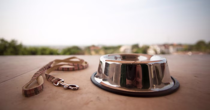 How To Cope With the Loss of a Pet – Furtropolis