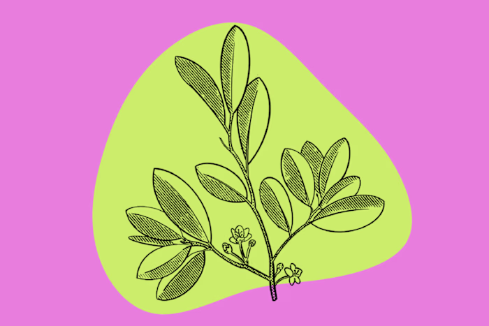 SEO Journalism- Coca Leaf