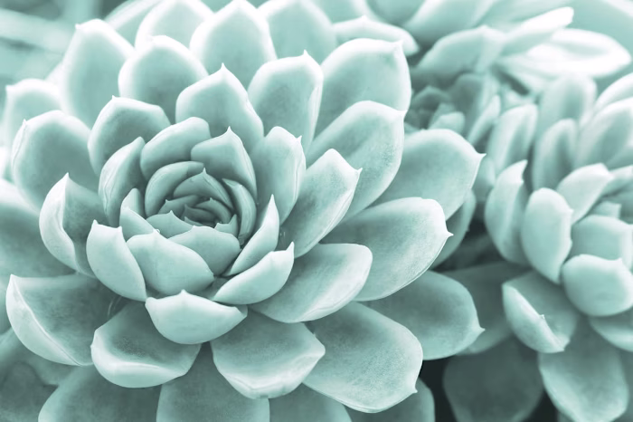 What Type of Succulent is Right for You?
