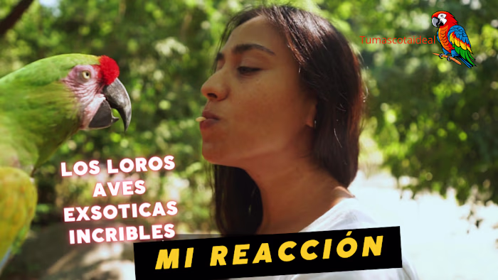 Video para youtube de pagina web Tumascotaideal.com