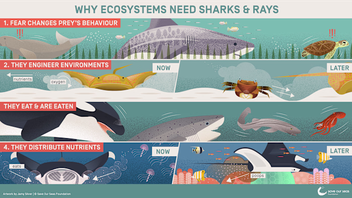 SOSF Shark Roles Infographic