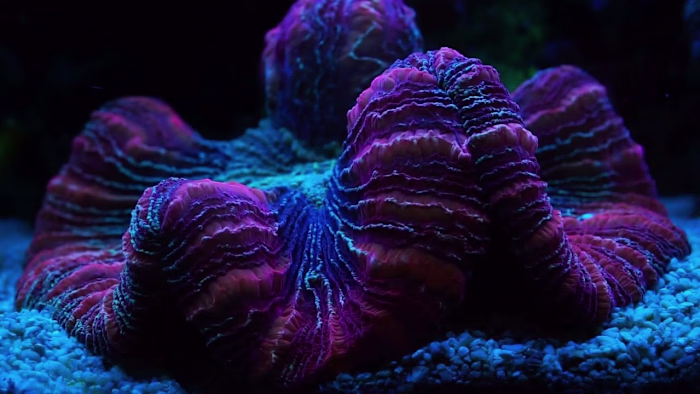 Bioluminescence Documentary Trailer for Natural Science Channel…