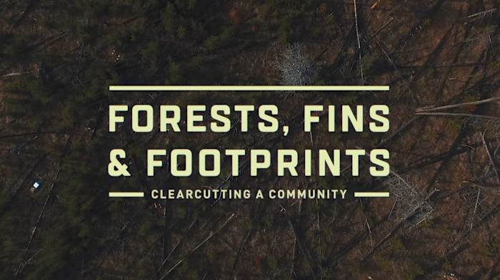 Documentary | Forests, Fins & Footprints