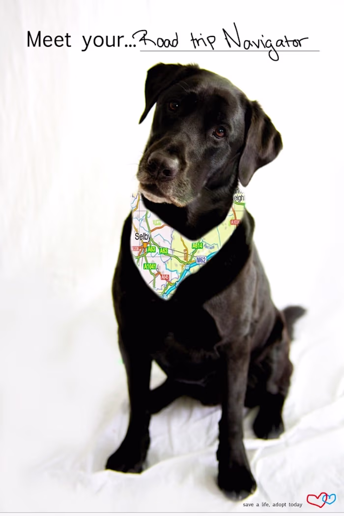 Adopt Today