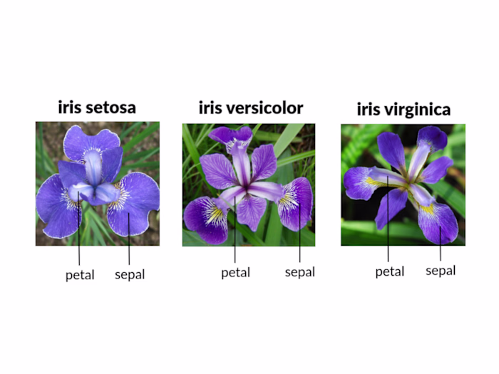 Iris-Flower Classification | Machine Learning
