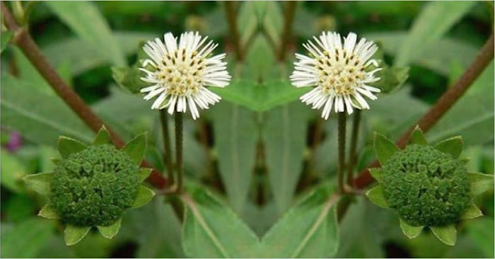 5 Benefits of Bhringraj for your hair | Garveish Herbals