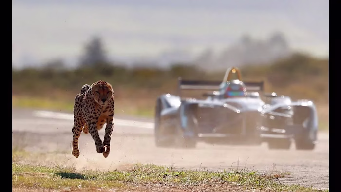 Drag Race: Formula E Car vs Cheetah 