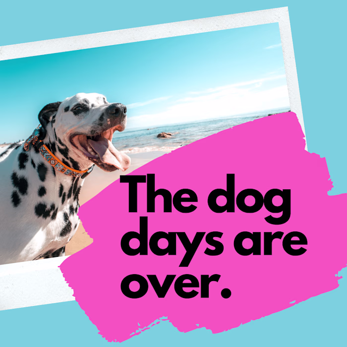 Instagram Copy — Pawse, the Pet Insurance Company