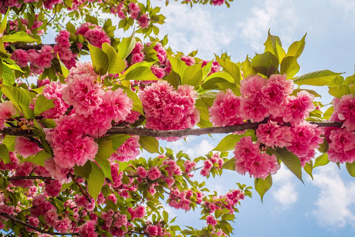 You are Blooming in May