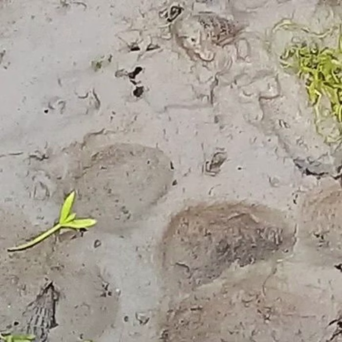 Natasha Behzad on Instagram: “Yesterday was World tiger day and…