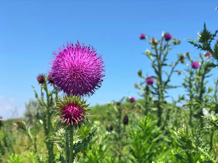What Is Musk Thistle? - Summit Lawns