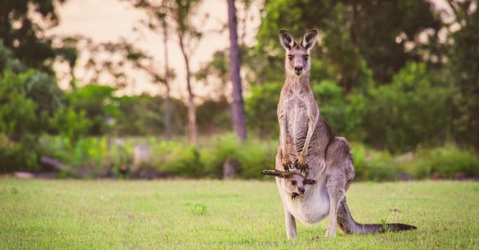 Content Writing at A-Z Animals