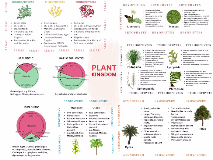 Digital Content Creation