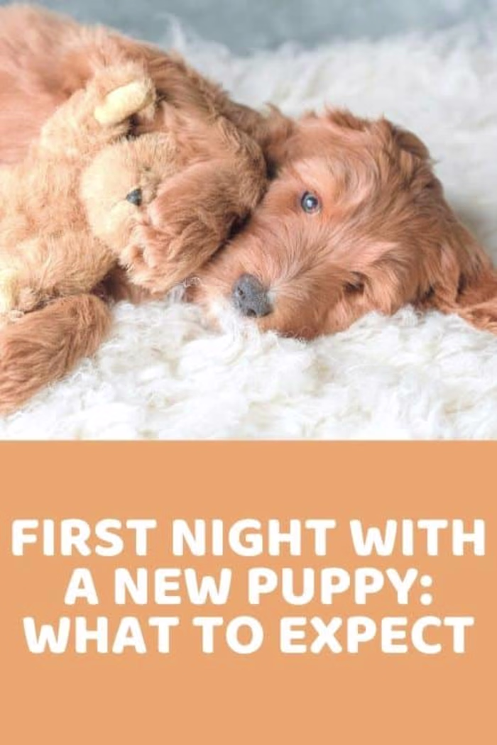 First Night With A New Puppy: What To Expect - Doodle Doods