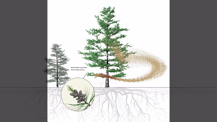 Bayard Cutting Arboretum Tree Science Loop