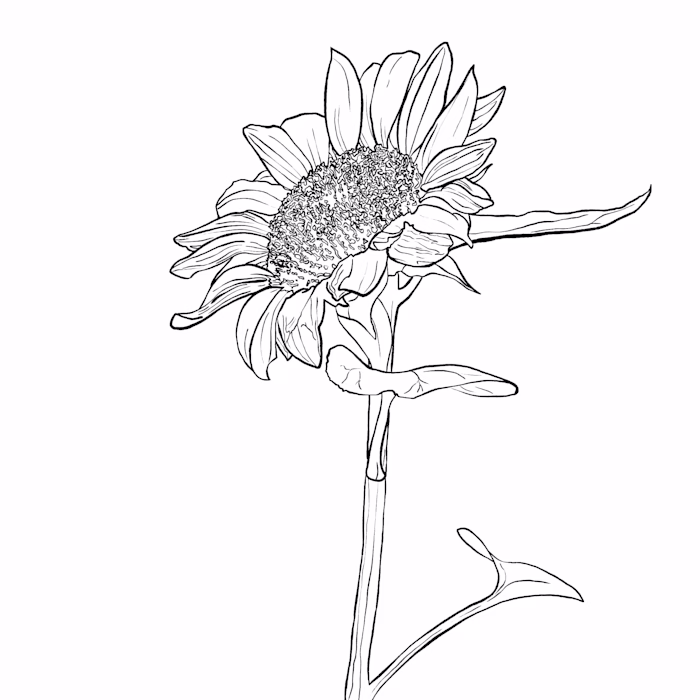 Black & White illustrations