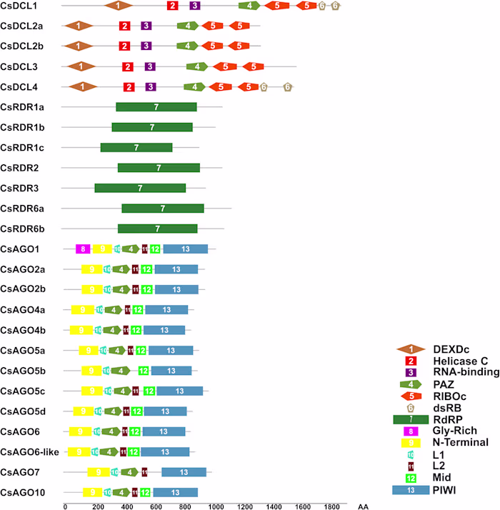 Genome-wide analysis of AGO, DCL and RDR gene families reveals …