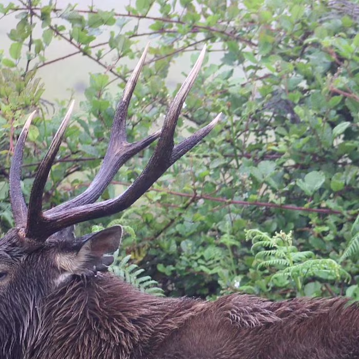 Umesh Chamodika on Instagram: “The Sri Lankan sambar | ගෝනා hor…