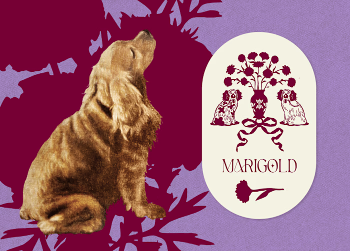 Elegant Visual Identity