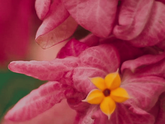 Silenced Croops visual reel