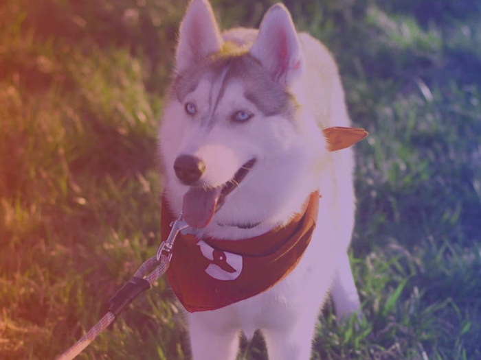 Startup branding + web design