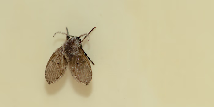 "The Wild Indoors" Proofreading Project