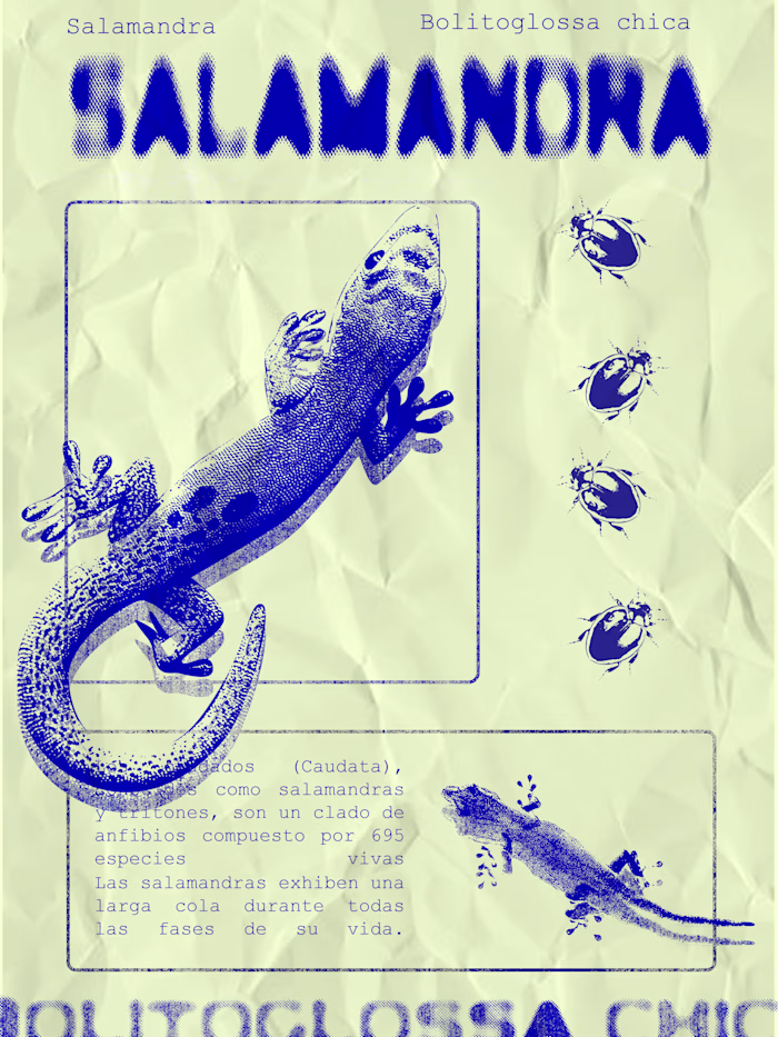 Salamander inspired poster made in Photoshop