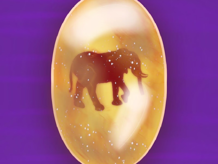 Amber Animals