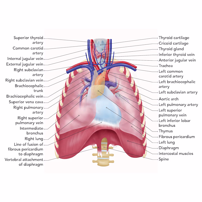 Medical Illustrations