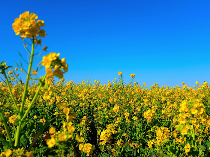 Digital Marketing Spec for Canola Harvest