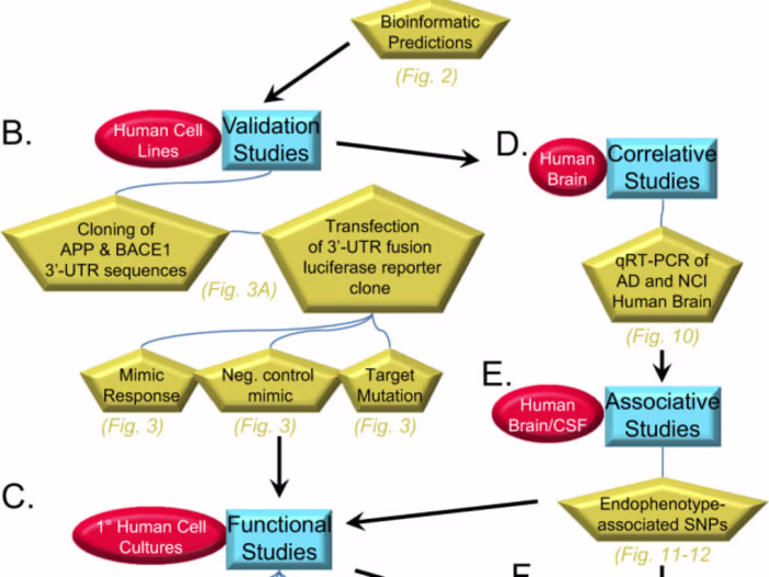 MicroRNA-298 reduces levels of human amyloid-β precursor protei…