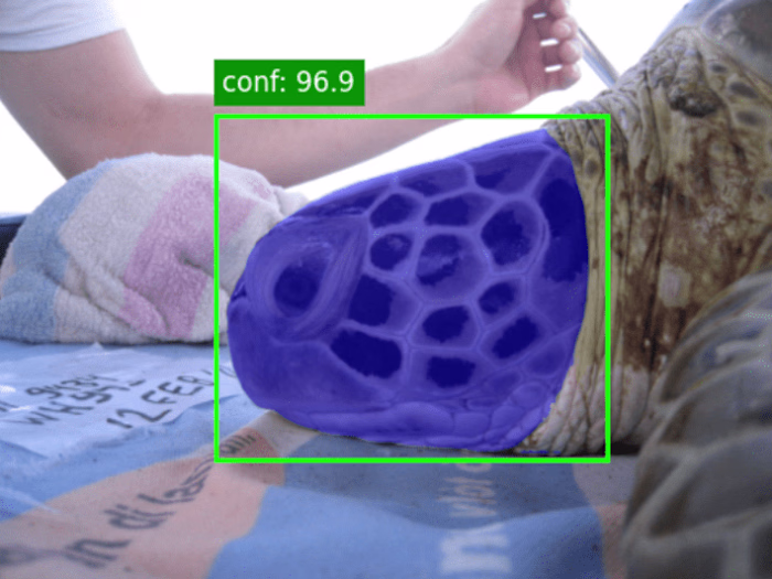 DeepTurtle - AI for Turtle Conservation