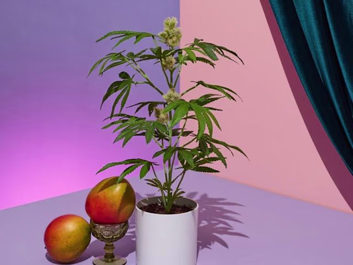 Optimizing Website Copy for Pot Plant
