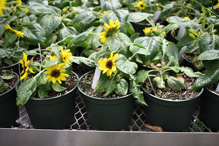 Photograph of Flowers