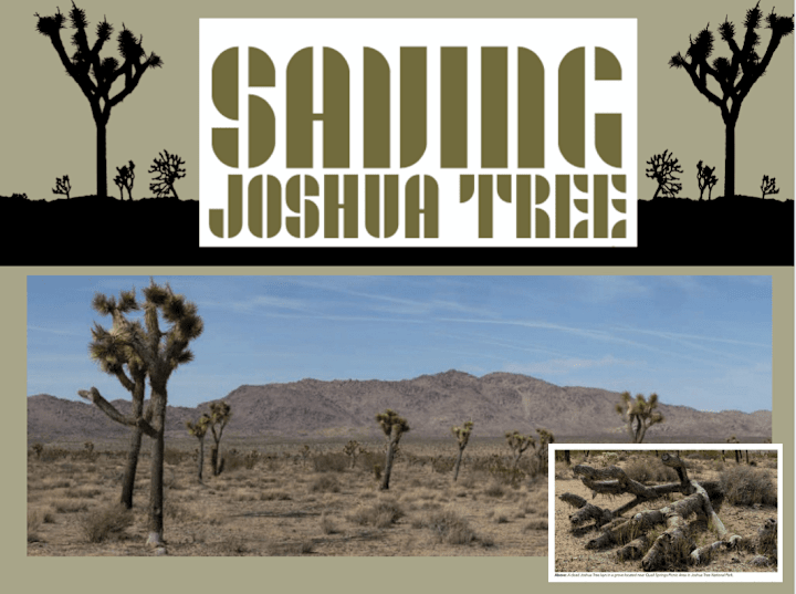 Cover image for Saving Joshua Tree: Pursuit Magazine article